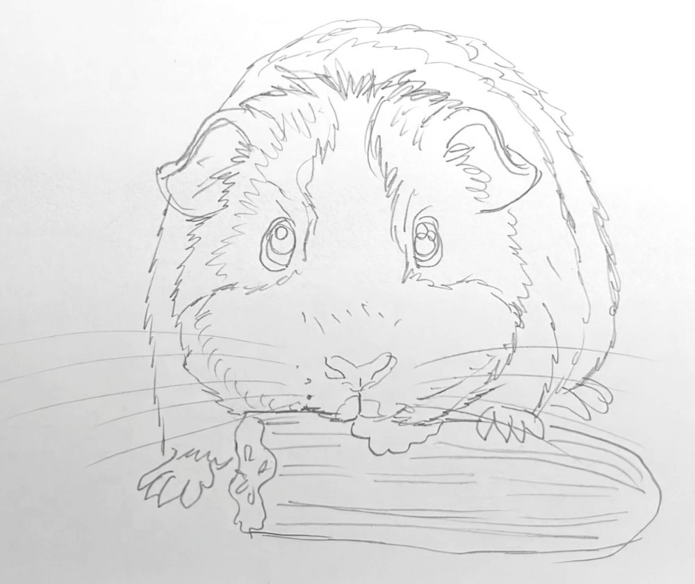 Meerschweinchen zeichnen lernen – Anleitung für Kinder und Einsteiger (Teil 2)