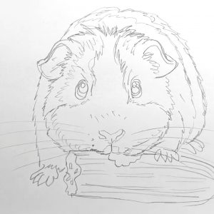 Meerschweinchen mit Futterstück frontal Schritt für Schritt zeichnen