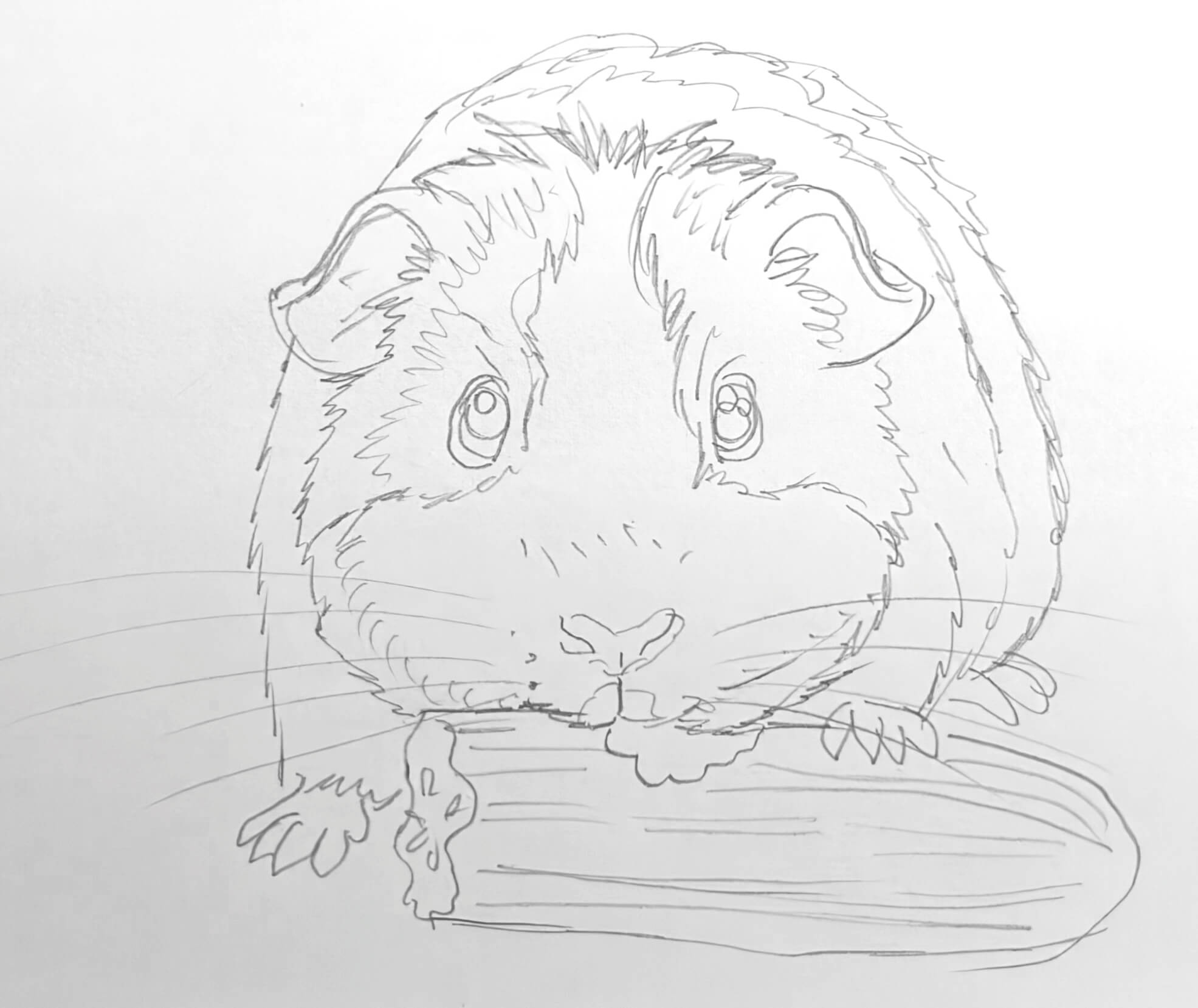 Meerschweinchen mit Futterstück frontal Schritt für Schritt zeichnen