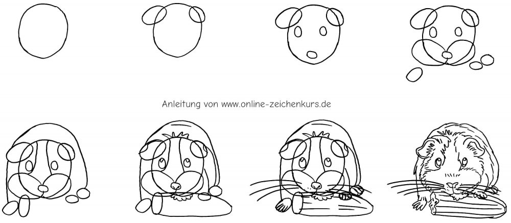 Meerschweinchen mit Futterstück frontal Schritt für Schritt zeichnen