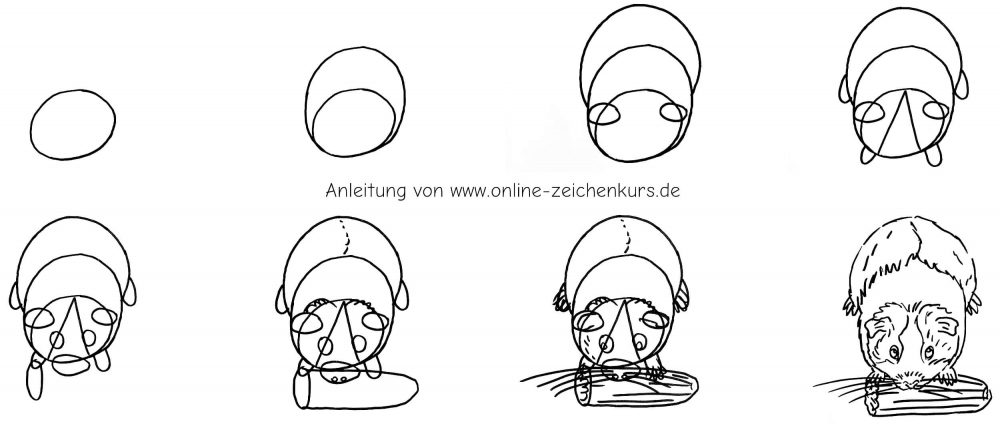 Meerschweinchen von oben mit Gurke Schritt für Schritt zeichnen