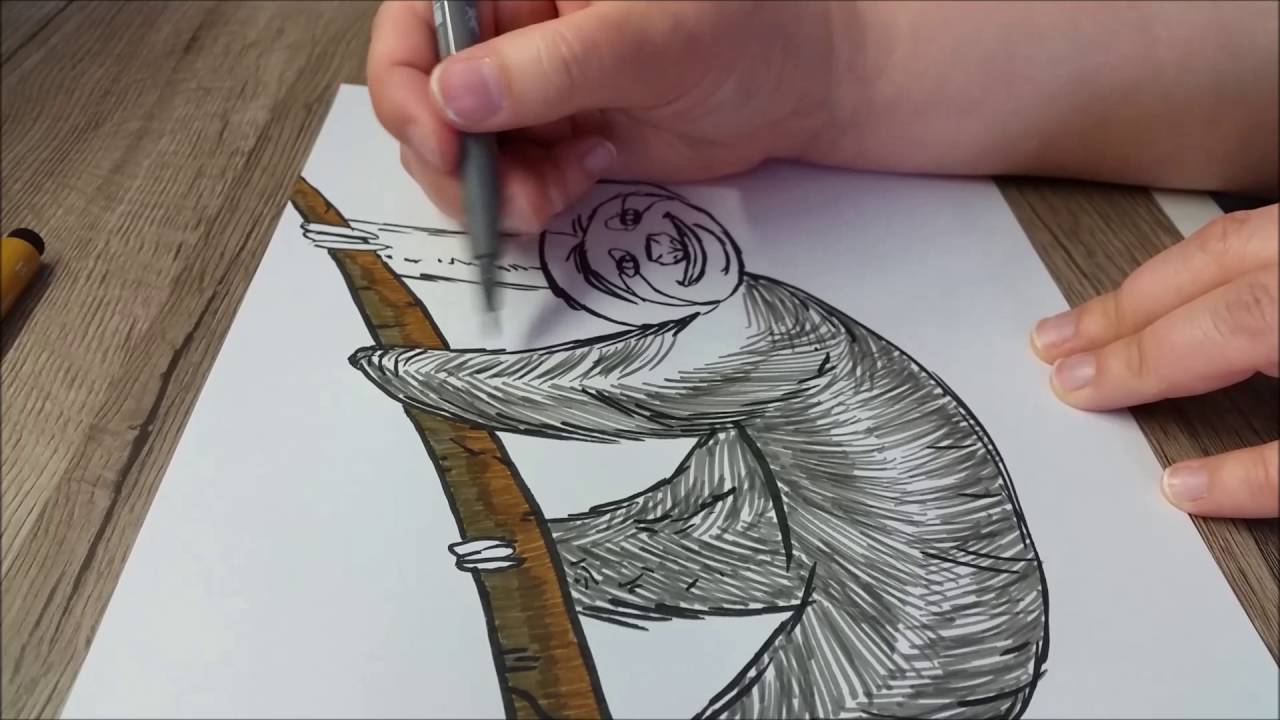 Tier ABC: F wie Faultier - Faultier zeichnen und malen lernen