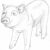 Süßes Schweinchen zeichnen