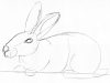 Liegendes Kaninchen Skizze