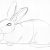 Liegendes Kaninchen Skizze